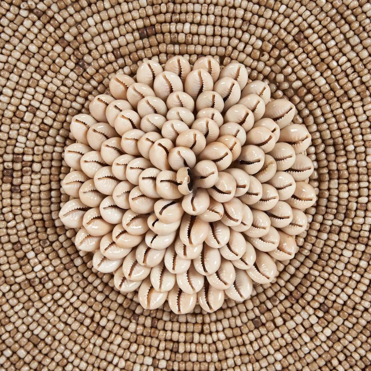 Shell Guadeloupe op Standaard - Natuurlijk Wit